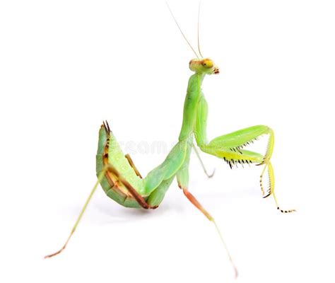 Mantis stock photo. Image of insect, head, hunting, macro - 10467884