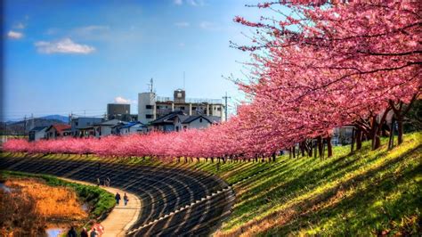 Cherry blossom, Japan, cherry blossom HD wallpaper | Wallpaper Flare