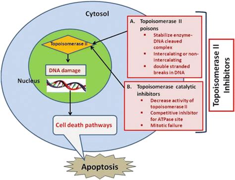 DNA Topoisomerase II: Promising Target for Anticancer Drugs | Oncohema Key