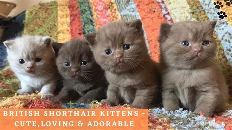 British Shorthair Kittens Playing - Cute and Adorable British Shorthair Cat Compilation - YouTube