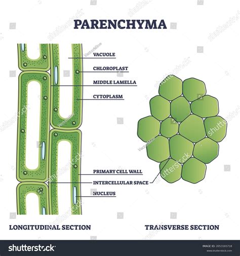 922 Parenchyma cells Images, Stock Photos & Vectors | Shutterstock