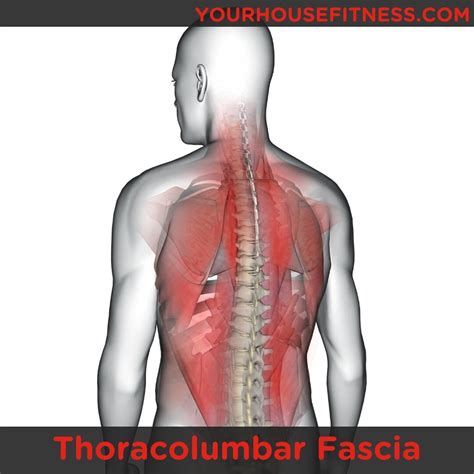 Muscle Breakdown: Thoracolumbar Fascia