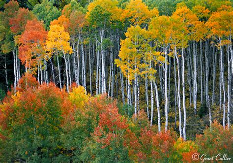 Aspen Trees, Fall Colors, Autumn, McClure Pass, Colorado, Photography