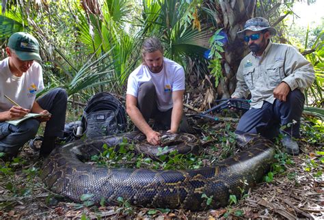 UC study explains how Burmese pythons can eat deer, other big prey | University of Cincinnati