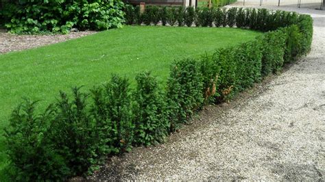 Worcester College Gardeners 2009-2018: Yew Hedges, Yew Columns And A Box Hedge