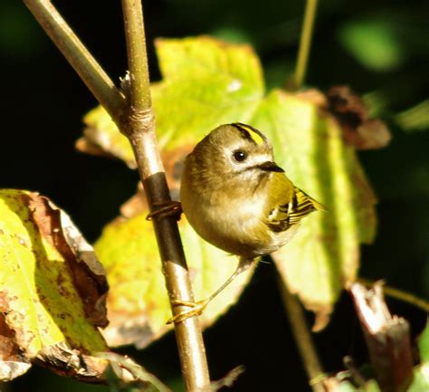 sasastro's phlog : Britain's Smallest Bird