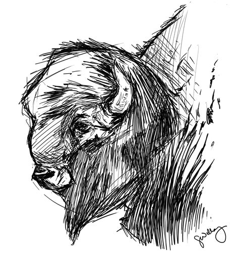 Buffalo Sketch Images at PaintingValley.com | Explore collection of Buffalo Sketch Images