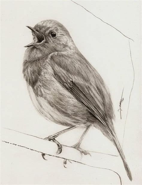 Pin by Lucie Espitalié on tatouages | Bird pencil drawing, Bird drawings, Animal drawings