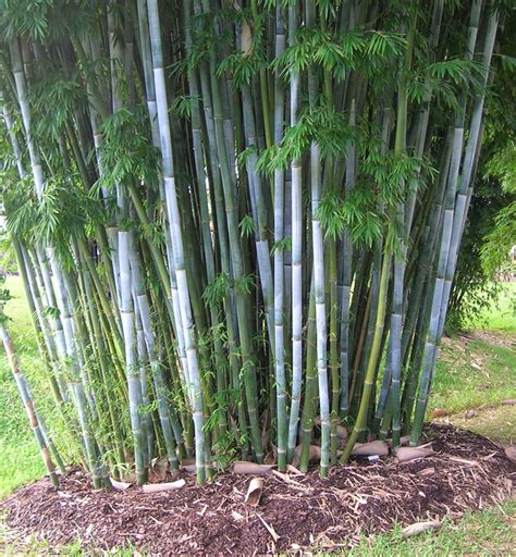 Bamboo Clumping Species - Bamboo Australia | Sunshine Coast