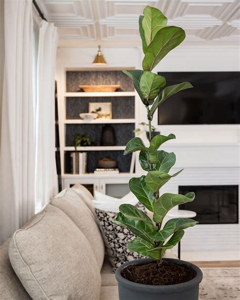 How to Fix a Leggy Fiddle Leaf Fig Plant - The Creek Line House