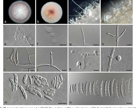 Fusarium Oxysporum