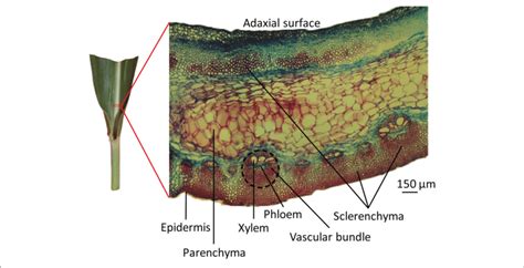 | The microscopic structure of leaf midrib of maize. An approximately 5... | Download High ...