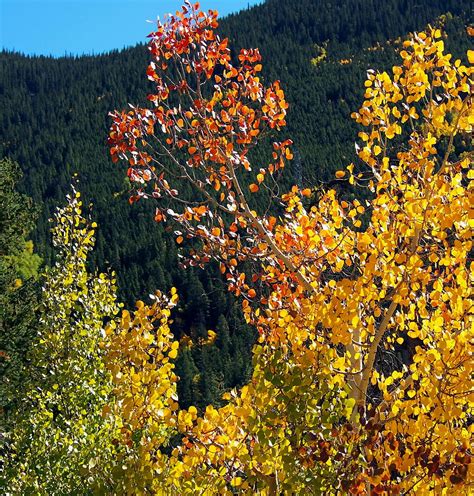 Aspen Tree Fall Colors by Amy McDaniel