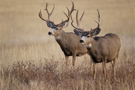 Mule Deer Information & Facts | Odocoileus Hemionus - World Deer