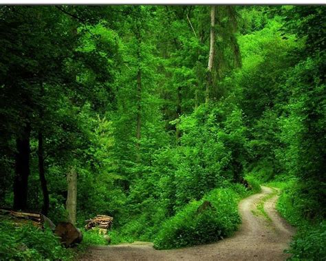 Green Forest Wallpaper HD - WallpaperSafari