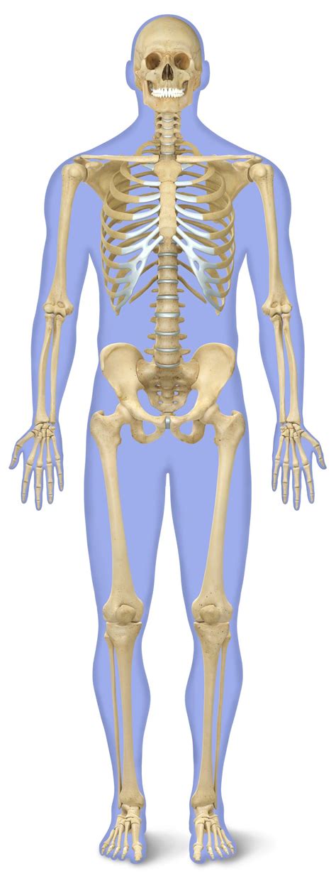 [DIAGRAM] Diagram Of Skeletal System Of Human Body - MYDIAGRAM.ONLINE