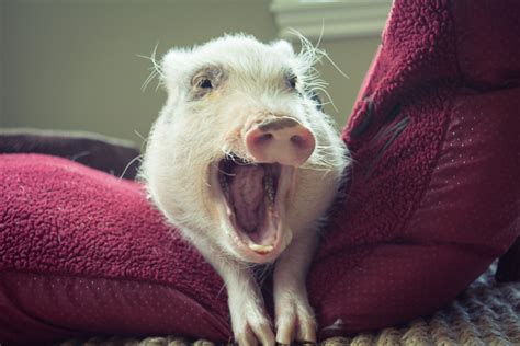 Mini Pig Oscar's Spoiled Pig Syndrome | Life with a Mini Pig