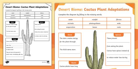 Desert Biome: Cactus Plant Adaptations Activity - Twinkl