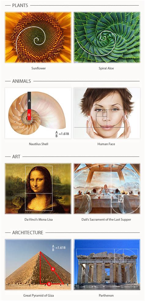 How to Use the Golden Ratio in Design (with Examples)