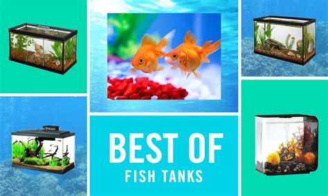 Best Fish Tanks of 2022, According to Aquarists Like You | BeChewy