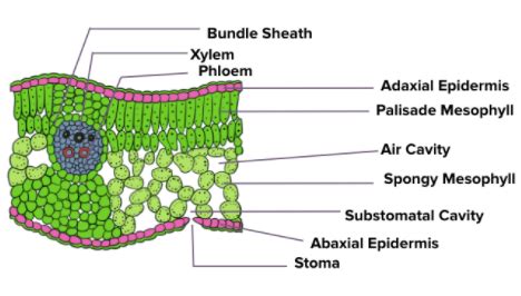 Dicot Leaf Diagram