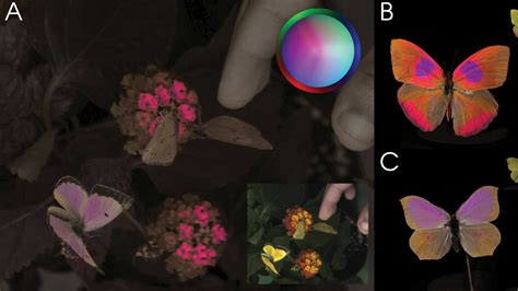 Video system captures colours through animals’ eyes | Engineering and Technology Magazine