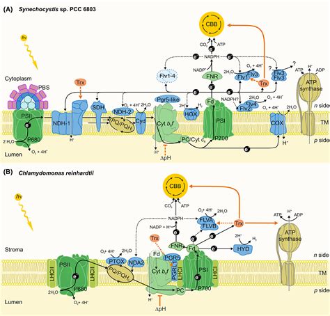 Electron Transport Chain Photosynthesis