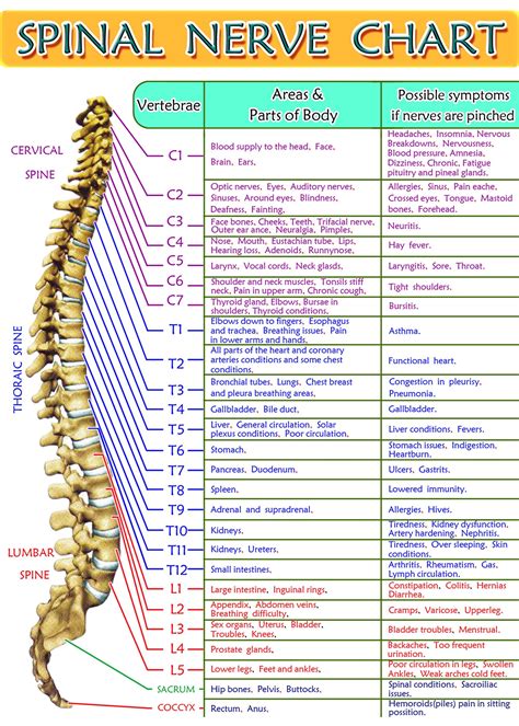 Printable Spinal Nerve Chart