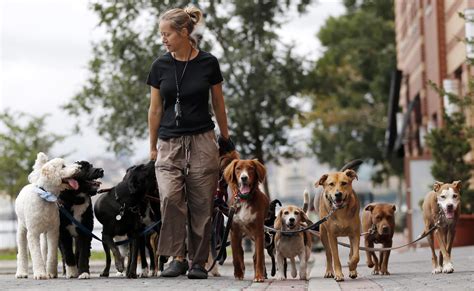 Five things you should know about the professional dog walking industry - CityNews Toronto