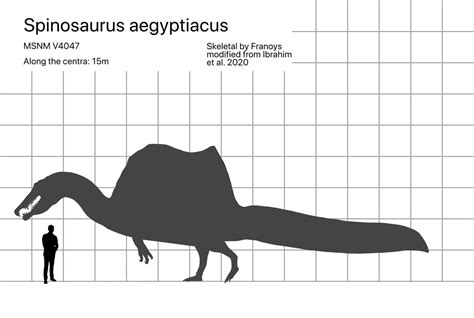 Spinosaurus aegyptiacus size comparison by carcharsauce on DeviantArt