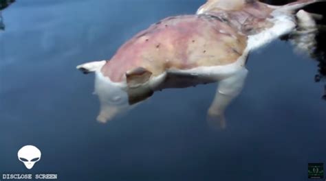 The half-pig, half-human mutant found in lake | othermedium.com