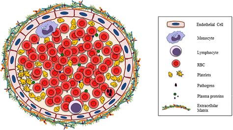 Frontiers | Red Blood Cells: Chasing Interactions