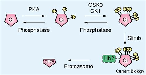 Figure 1 from Proteolysis : Regulation by a Constellation of Phosphorylation Sites Dispatch ...