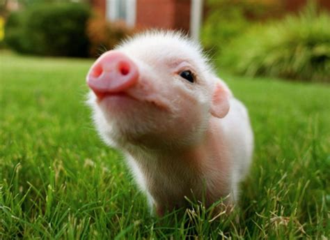 Baby Pig Wallpapers - Top Free Baby Pig Backgrounds - WallpaperAccess