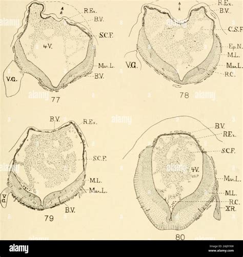 Pig embryo hi-res stock photography and images - Alamy