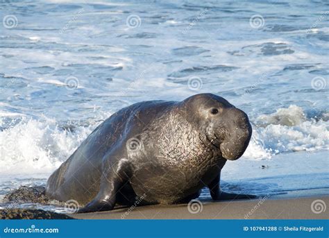 Male Elephant Seal Entering a Beach, Waves in Background Stock Photo - Image of proboscis ...