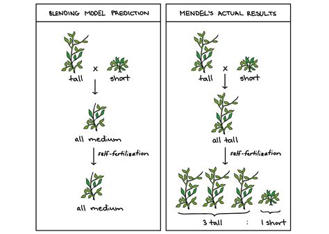 Pea Plant Characteristics Studied By Mendel