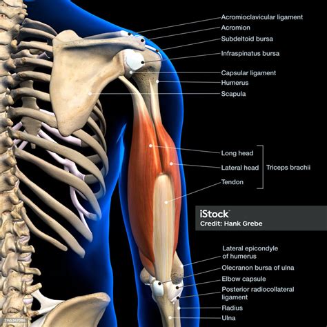 Labeled Anatomy Chart Of Triceps Muscles Isolated In Skeleton On White Background Stock Photo ...