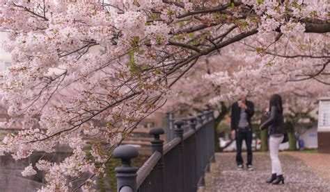 10 Best Places To See Cherry Blossom in Japan - HotelsCombined 10 Best Places To See Cherry ...