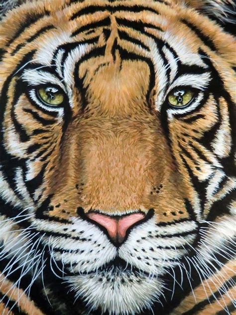 25 Beautiful and Realistic Animal Drawings around the world | Realistic animal drawings, Tiger ...