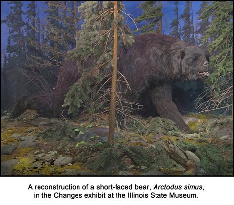 Short-faced Bear | Explore the Ice Age Midwest