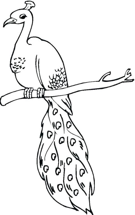 Free Printable Peacock Coloring Pages For Kids | Coloring pages, Flower coloring pages, Peacock ...