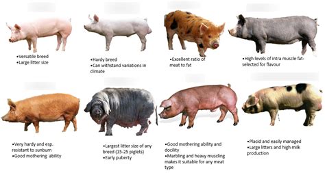 Pig breeds Diagram | Quizlet