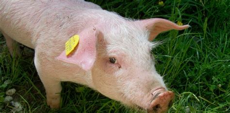 Human-pig hybrids are a step too far: Pete the Vet's weekly podcast - Pete the Vet