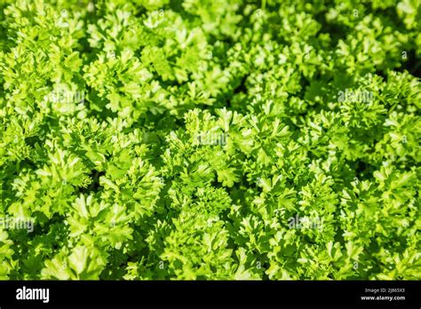 Green curly parsley leaves background, full frame Stock Photo - Alamy