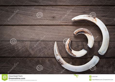 Boar tusk stock image. Image of fangs, wooden, nature - 51857987