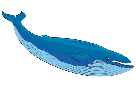 blue whale clip art 20 free Cliparts | Download images on Clipground 2024