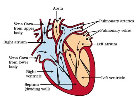 Heart Health Answers Diagram