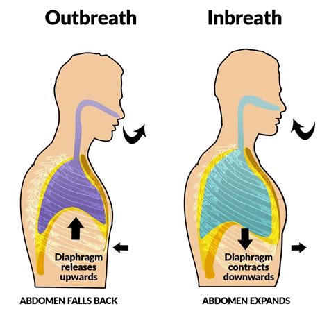 Understanding the Diaphragm - Arizona Orthopedic Physical Therapy