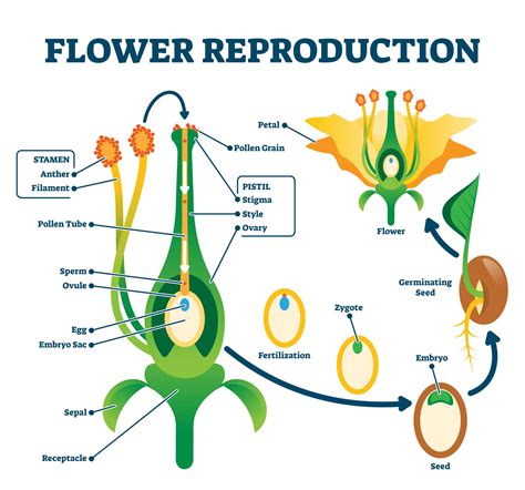 Sexual reproduction in flowering plants | Pollination & Germination